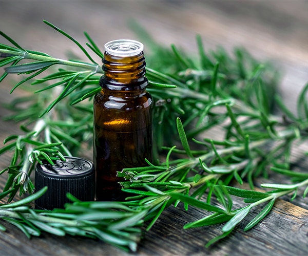 Rosemary Essential Oil Benefits and Uses  The Happy Herbal Home