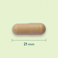 Afbeelding 3 voor Astragalus 470 mg - 90 capsules
