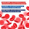 Image 5 for Blood Pressure Formula 60 Capsules