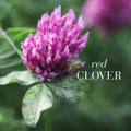 Image 5 for Red Clover 60 Gummies