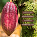 Image 5 for Super-Cacao Premium Blend Cacao Powder 275g