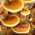 Image 3 for Reishi 30 Tablets