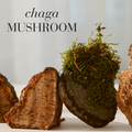 Image 3 for Chaga 30 Tablets