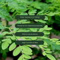Image 5 for Organic Moringa Green Superleaf Powder 100g