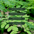 Image 5 for Organic Moringa Green Superleaf Powder 275g