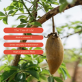 Image 5 for Baobab Superfruit Powder 275g