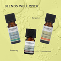 Image 5 for Cardamom Pure Essential Oil 9ml