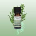 Image 2 for Cypress Wild Crafted Pure Essential Oil 9ml