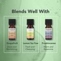 Image 5 for Cypress Wild Crafted Pure Essential Oil 9ml