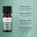 Image 3 for Siberian Fir Wild Crafted Pure Essential Oil 9ml