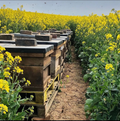 Image 5 for British Wildflower Honey 240g
