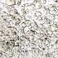 Image 2 for Oregano Pure Essential Oil 10ml