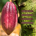 Image 5 for Super-Cacao Premium Blend Cacao Powder 100g