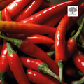 Image 5 for Chili Burn 60 Tablets