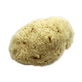 Image 1 for Natures Touch Sheep Wool Gentle Body & Bath Natural Sea Sponge 5-5.5 Inches