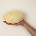 Image 5 for Natures Touch Sheep Wool Gentle Body & Bath Natural Sea Sponge 6-6.5 Inches