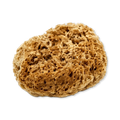 Image 1 for Soft Serenity Sheep Wool Gentle Body & Bath Natural Sea Sponge 6-6.5 Inches