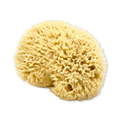 Image 1 for Golden Glow Honeycomb Luxury Body & Bath Natural Sea Sponge 5-5.5 Inches
