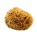 Image 1 for Honeycomb Luxe Body & Bath Natural Sea Sponge 5-5.5 Inches