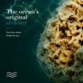 Image 4 for Honeycomb Luxe Body & Bath Natural Sea Sponge 5-5.5 Inches