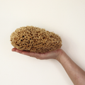Image 4 for Honeycomb Luxe Body & Bath Natural Sea Sponge 6-6.5 Inches