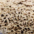 Image 5 for Honeycomb Luxe Body & Bath Natural Sea Sponge 6-6.5 Inches