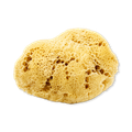 Image 1 for SilkGlow Gentle Body & Bath Natural Sea Sponge 5-5.5 Inches