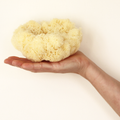 Image 2 for Deep Sea Luxe Body & Bath Natural Sea Sponge 5-5.5 Inches