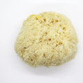 Image 3 for Deep Sea Luxe Body & Bath Natural Sea Sponge 5-5.5 Inches