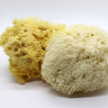 Image 5 for Deep Sea Luxe Body & Bath Natural Sea Sponge 5-5.5 Inches