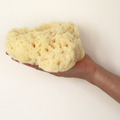 Image 4 for Deep Sea Luxe Body & Bath Natural Sea Sponge 6-6.5 Inches