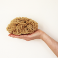 Image 2 for Deep Sea Pure Luxury Body & Bath Natural Sea Sponge 5-5.5 Inches