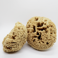 Image 3 for Deep Sea Pure Luxury Body & Bath Natural Sea Sponge 6-6.5 Inches
