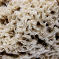 Image 5 for Deep Sea Pure Luxury Body & Bath Natural Sea Sponge 6-6.5 Inches