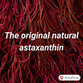 Image 5 for Astaxanthin Skin Health 28 Capsules