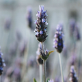 Image 3 for Lavender Essential Oil 10ml – Organic