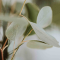 Image 3 for Eucalyptus Essential Oil 10ml – Organic