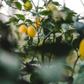 Image 3 for Lemon Essential Oil 10ml – Organic