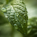 Image 3 for Peppermint Essential Oil 10ml – Organic