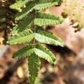 Image 3 for Frankincense Essential Oil 10ml – Organic