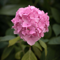 Image 3 for Geranium Essential Oil 10ml – Organic