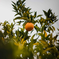 Image 3 for Sweet Orange Essential Oil 10ml – Organic