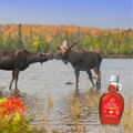 Image 4 for 47¬∞ North Canadian Organic Maple Syrup Single Source Grade A Amber Rich 250g