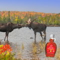 Image 4 for 47¬∞ North Canadian Organic Maple Syrup Single Source Grade A Dark Robust 250g