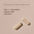 Image 3 for Spermidine - 60 Vegicaps