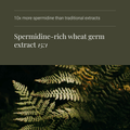 Image 4 for Spermidine - 60 Vegicaps