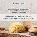 Image 4 for Natural Sea Sponge For Bathing 5-5.5 Inches