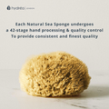 Image 5 for Natural Sea Sponge For Bathing 5-5.5 Inches