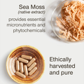 Image 4 for Sea Moss Wildcrafted North Atlantic 30 Capsules