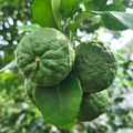 Image 4 for Bergamot Essential Oil 10ml - Organic – Uplifting Citrus Aromatherapy